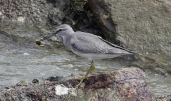 Grey-tailed Tattler 和歌山市 Mon, 9/4/2023