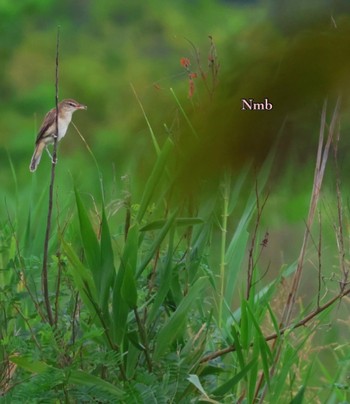 Oriental Reed Warbler Unknown Spots Unknown Date