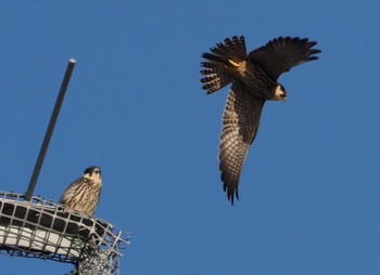 Eurasian Hobby 北海道 Thu, 9/7/2023