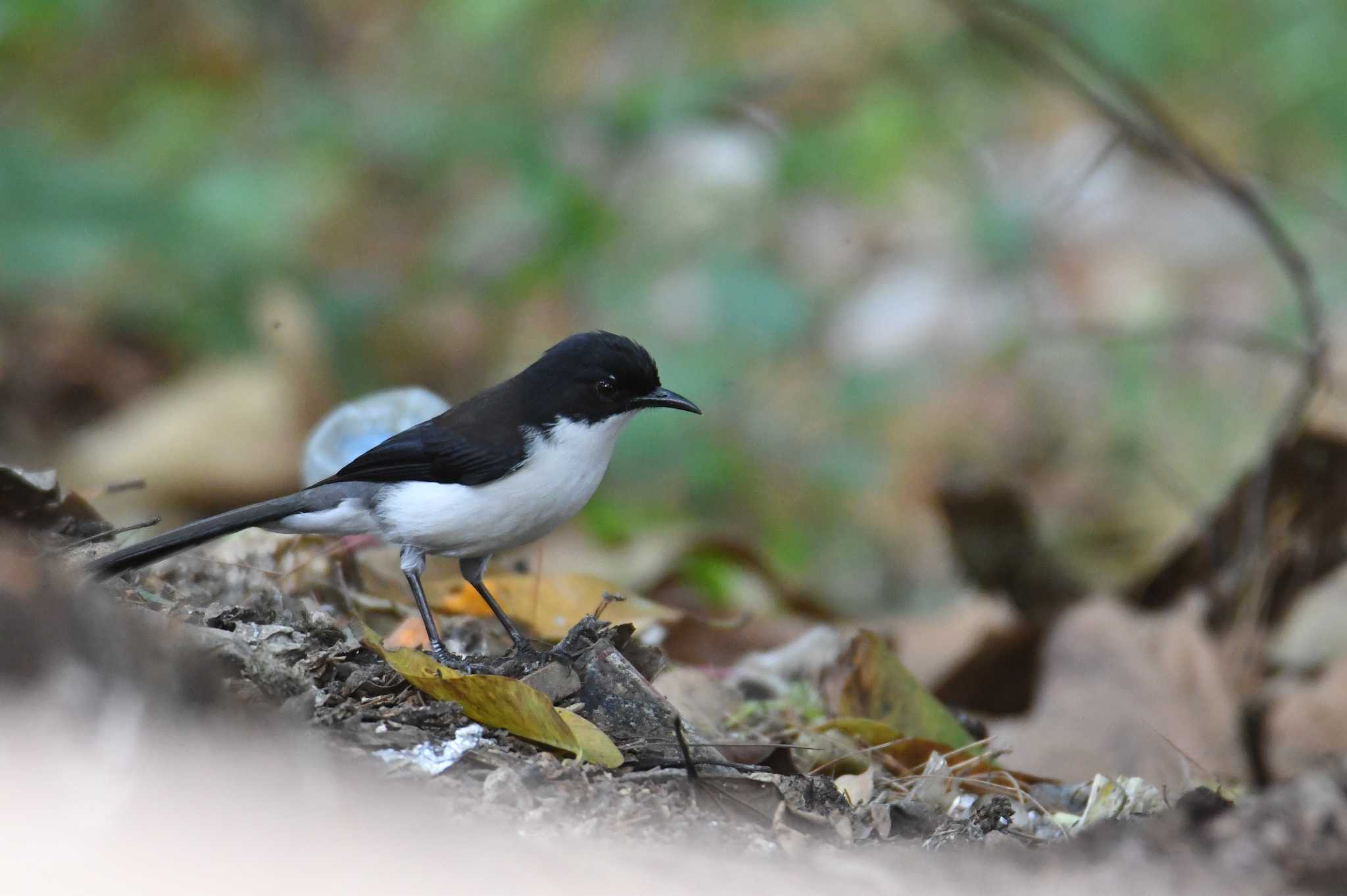 Dark-backed Sibia