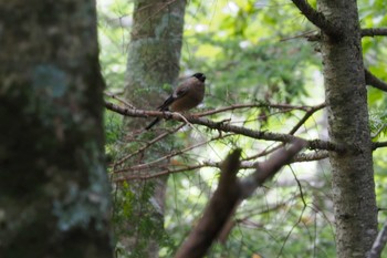 ウソ 野辺山高原 2023年9月2日(土)