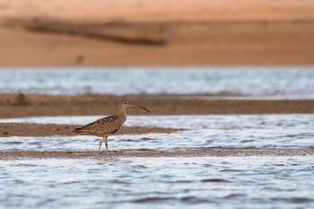 ホウロクシギ 場所が不明 2018年9月2日(日)