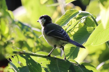 Japanese Tit 祖父江ワイルドネイチャー緑地 Sat, 9/9/2023