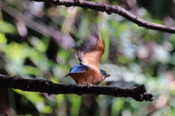 Common Kingfisher 祖父江ワイルドネイチャー緑地 Sat, 9/9/2023