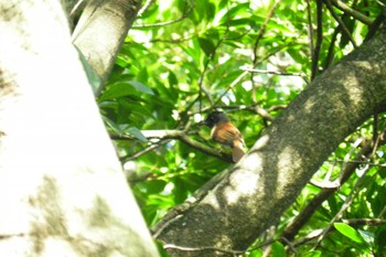 サンコウチョウ 大阪南港野鳥園 2023年8月27日(日)