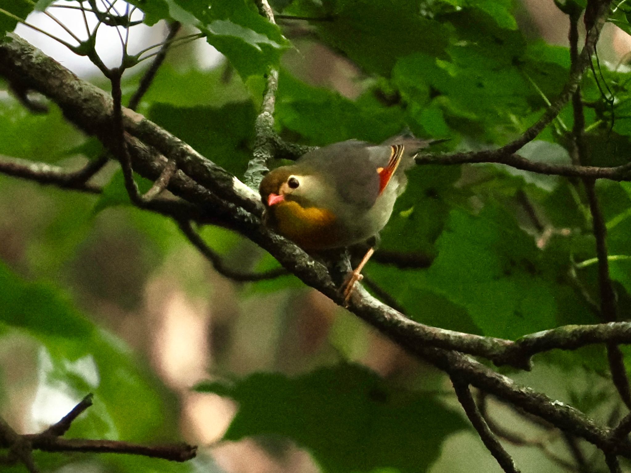 Red-billed Leiothrix