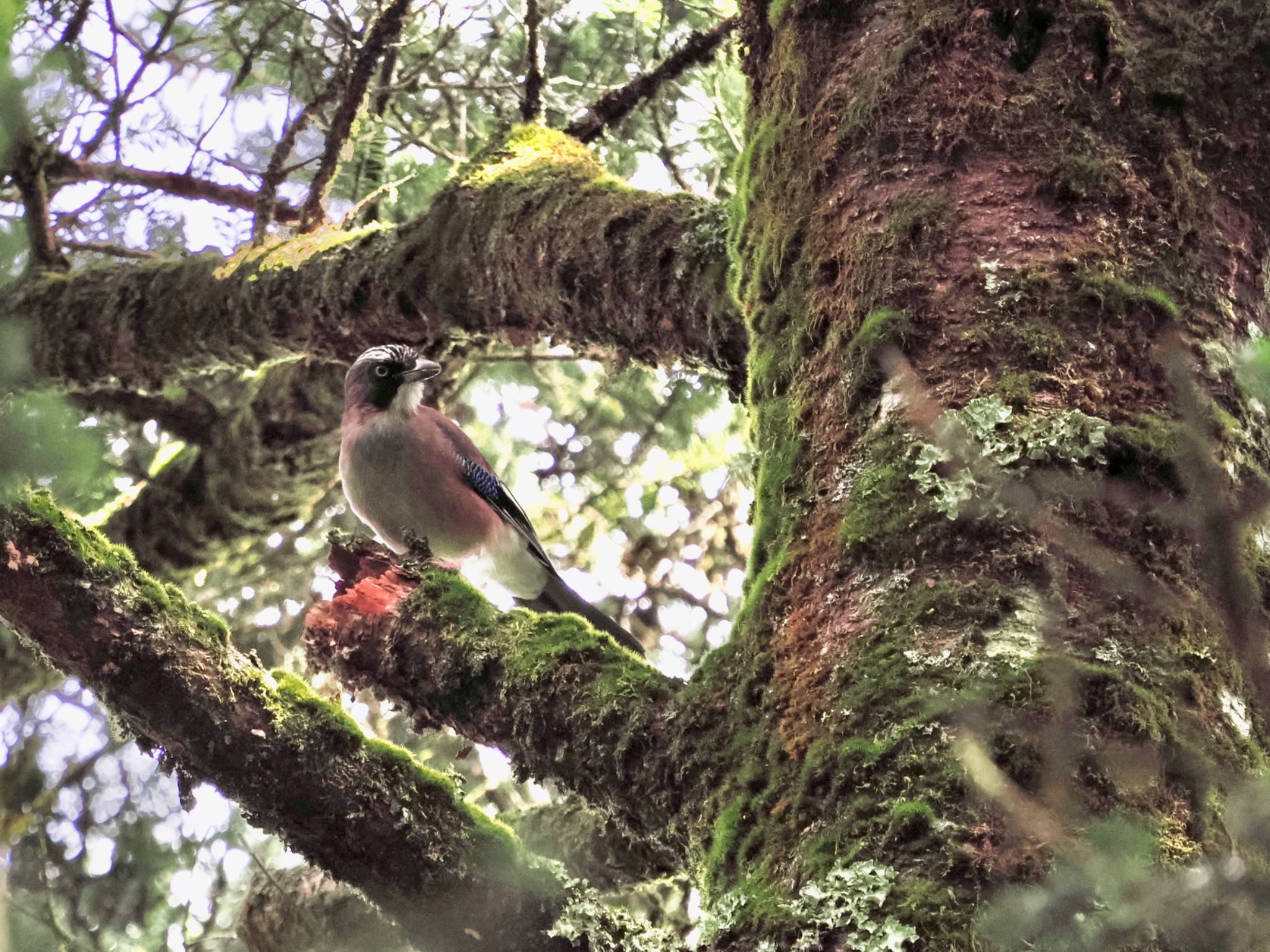 Eurasian Jay