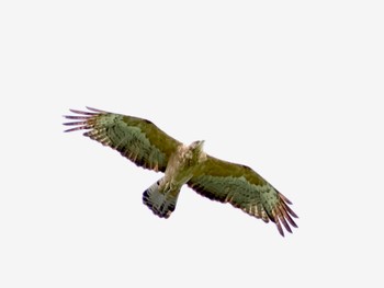 Crested Honey Buzzard Yanagisawa Pass Thu, 9/7/2023