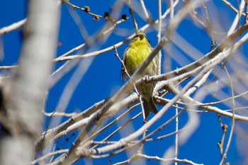 European Serin