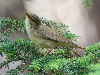 Japanese Leaf Warbler 長野県 Sun, 8/13/2023