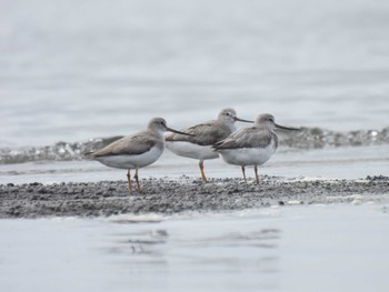 Terek Sandpiper Sambanze Tideland Sat, 9/9/2023