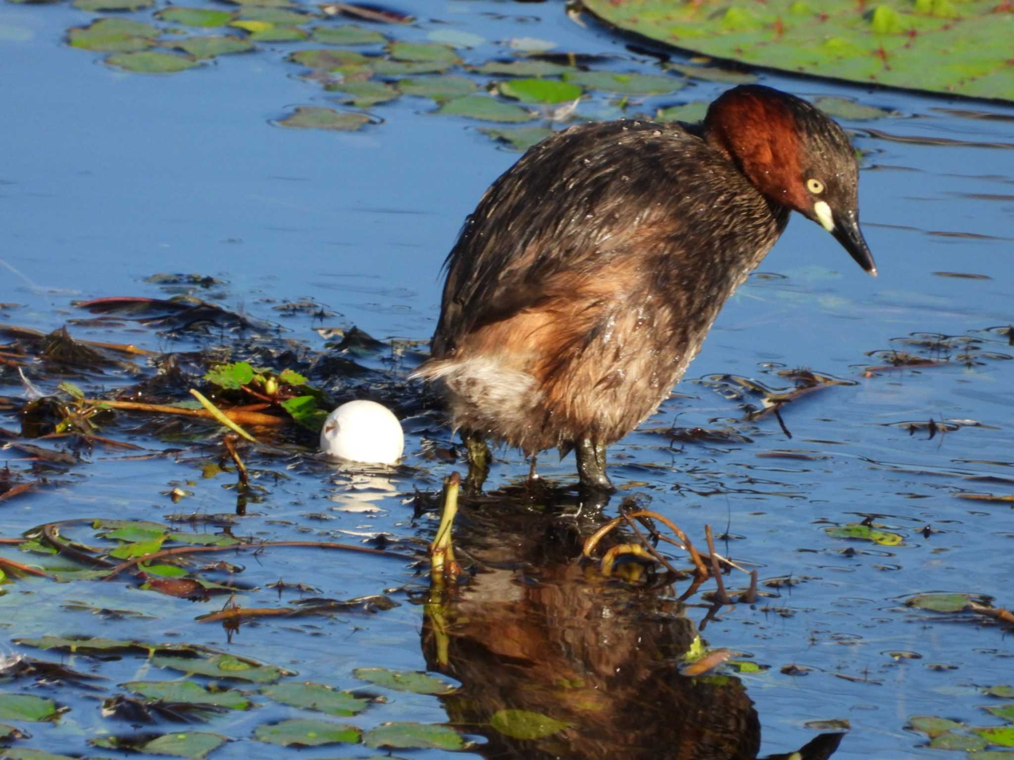 Photo of Little Grebe at 岡山市北区 by タケ