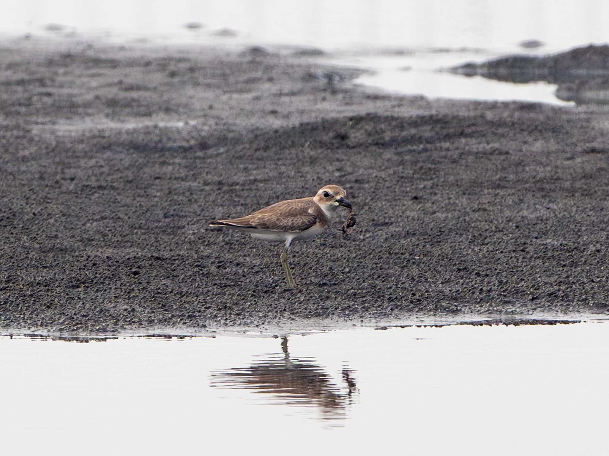 Photo of Greater Sand Plover at Sambanze Tideland by ふなきち