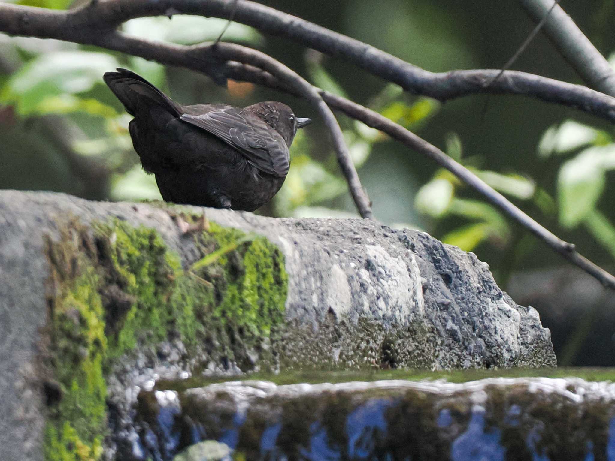 福井緑地(札幌市西区) カワガラスの写真 by 98_Ark (98ｱｰｸ)