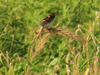 Ochre-rumped Bunting Inashiki Sat, 9/9/2023