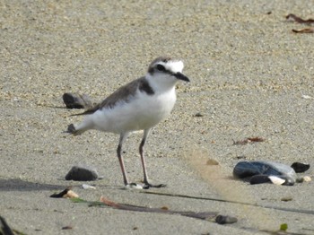 Kentish Plover Gonushi Coast Fri, 9/8/2023