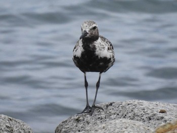 Grey Plover Gonushi Coast Fri, 9/8/2023