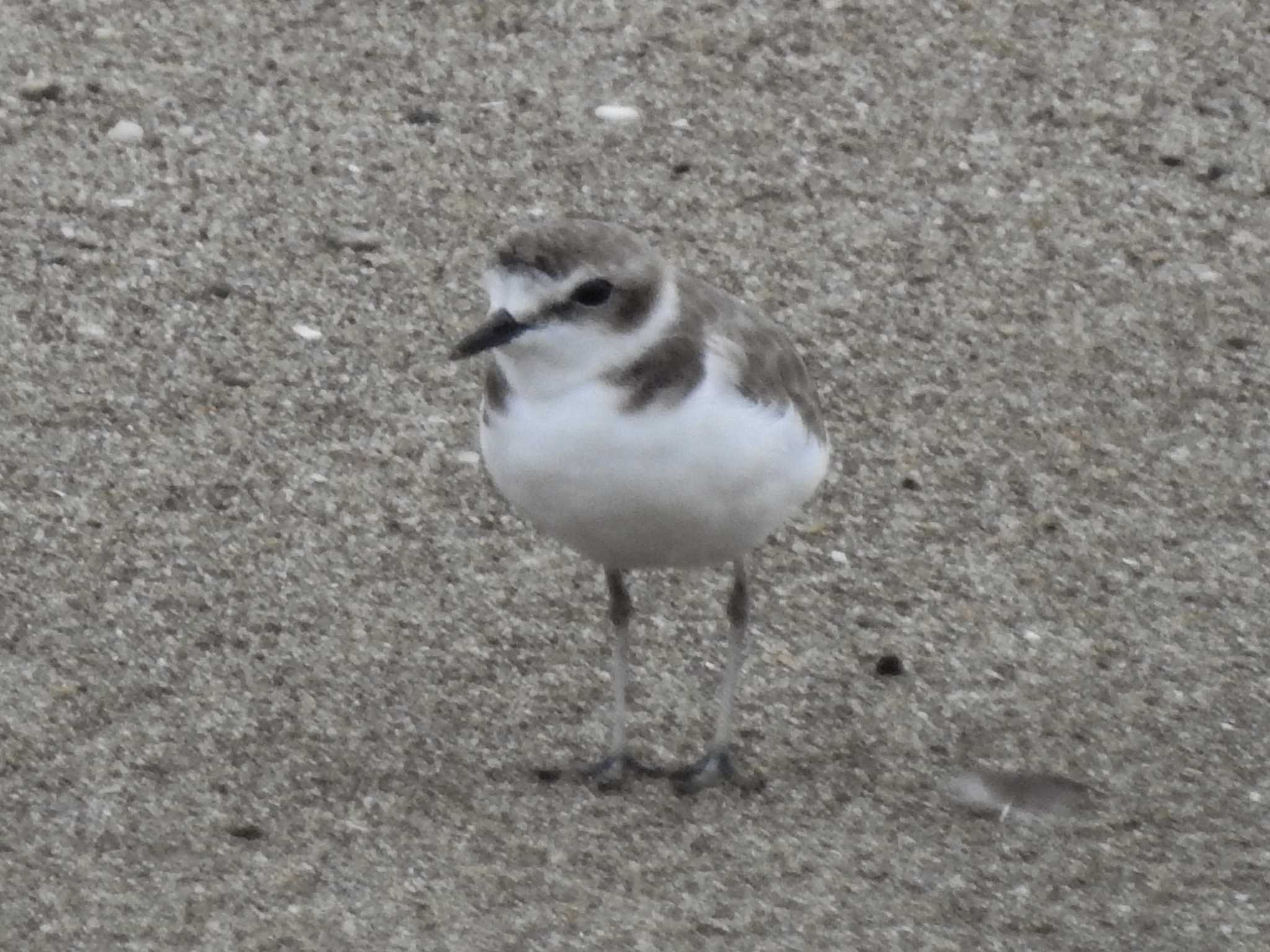 Photo of Kentish Plover at Gonushi Coast by どらお