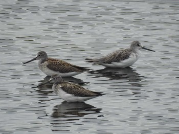 Common Greenshank Gonushi Coast Fri, 9/8/2023