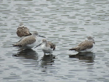 Common Greenshank Gonushi Coast Fri, 9/8/2023