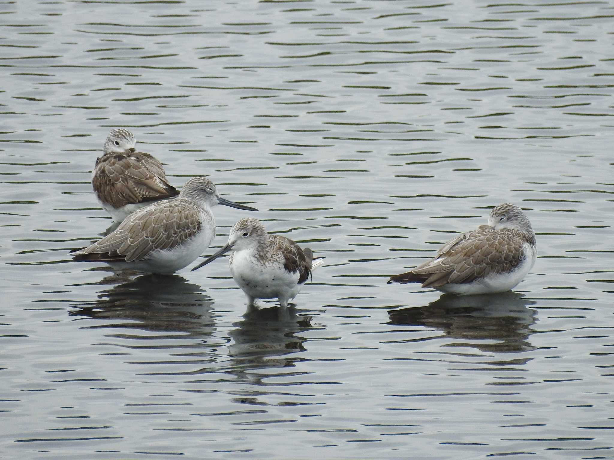 Photo of Common Greenshank at Gonushi Coast by どらお