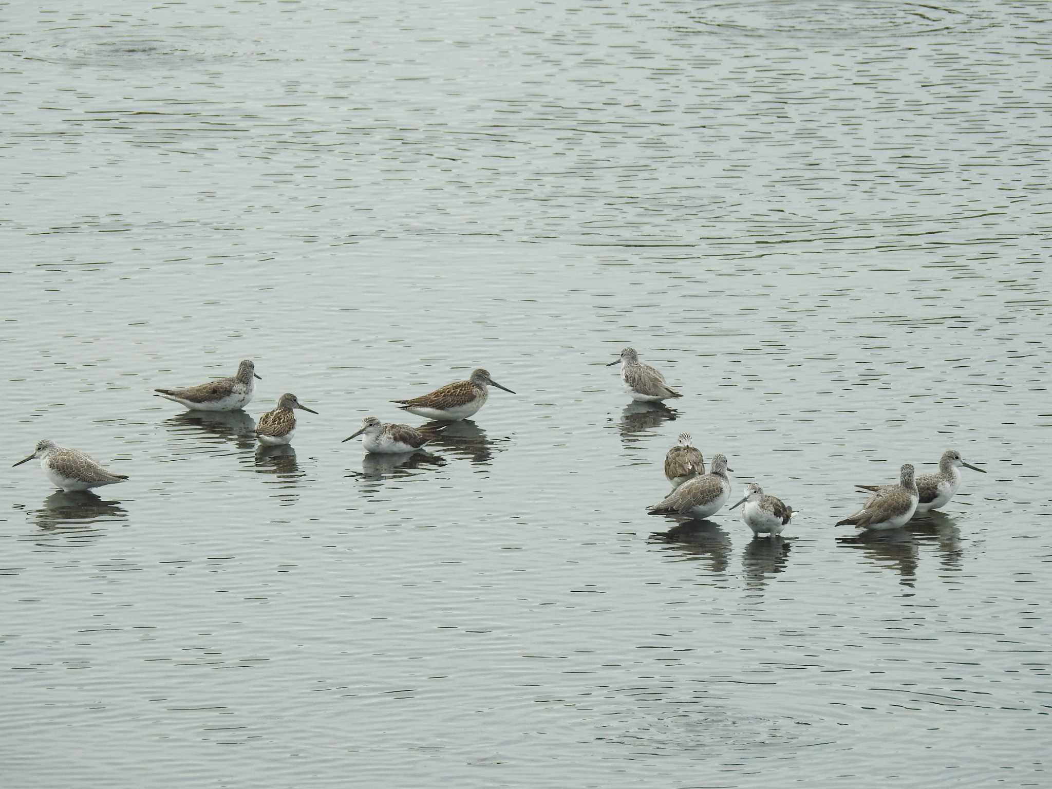 Photo of Common Greenshank at Gonushi Coast by どらお