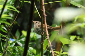 ヤブサメ 早戸川林道 2023年9月9日(土)