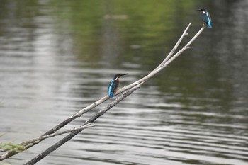 カワセミ 舎人公園 2023年9月9日(土)