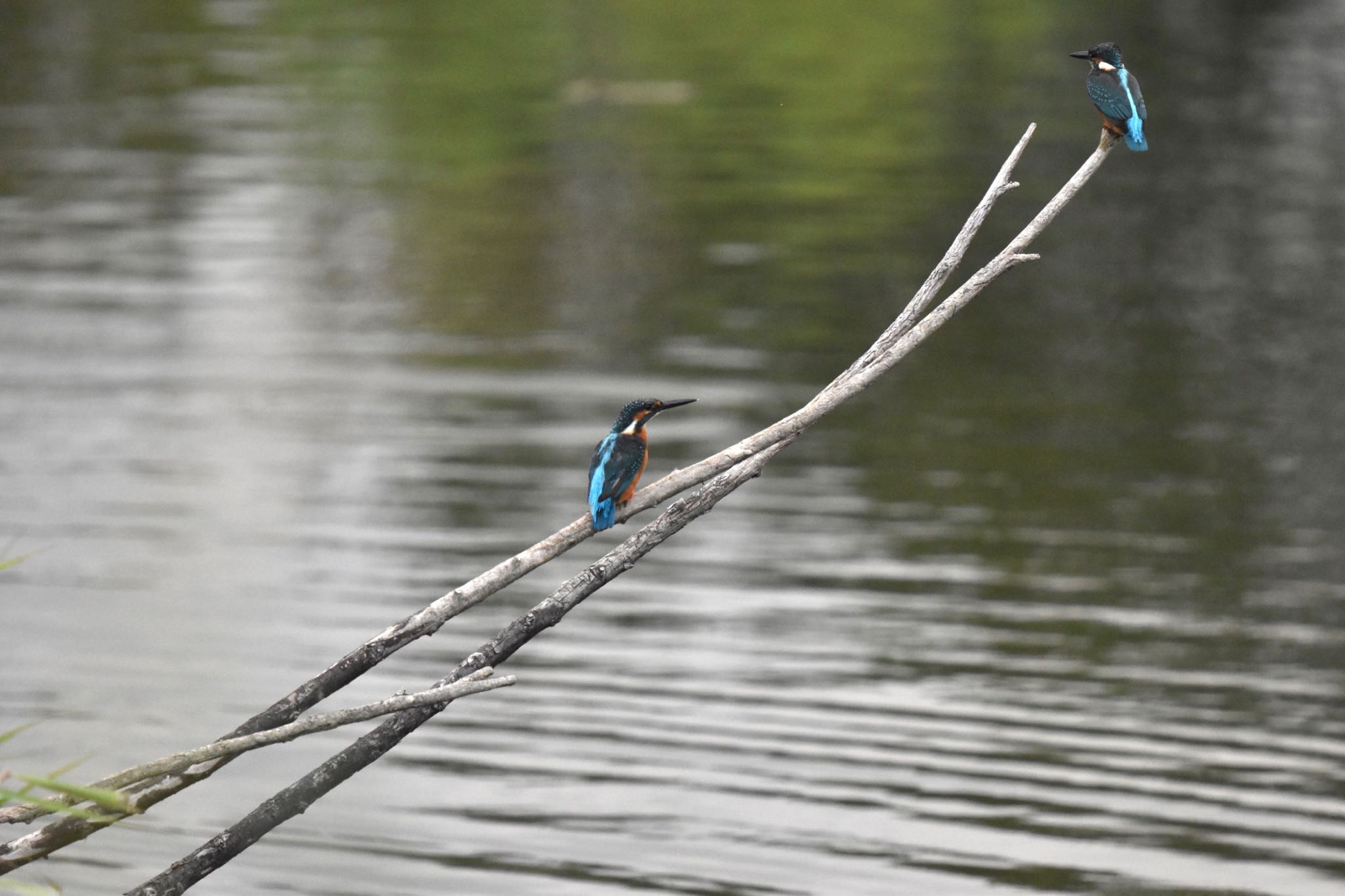 Photo of Common Kingfisher at Toneri Park by mochi17