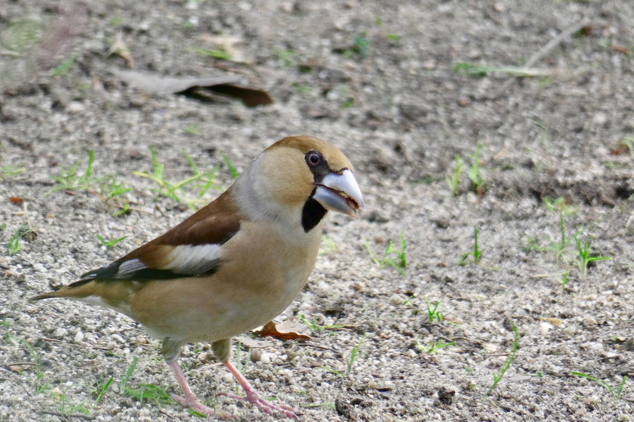 シメ