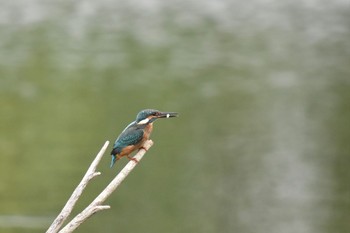 Common Kingfisher Toneri Park Sat, 9/9/2023