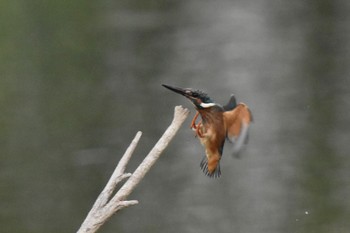 Common Kingfisher Toneri Park Sat, 9/9/2023