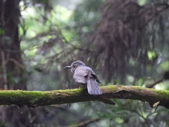 Brown-eared Bulbul 鎌北湖 Sun, 7/9/2023