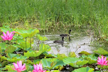 Eurasian Coot 城沼 Fri, 7/14/2023