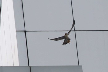 Peregrine Falcon 兵庫県神戸市 Fri, 9/8/2023