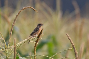 2023年2月20日(月) タイの野鳥観察記録