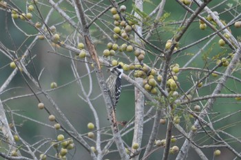 ハイガシラコゲラ Doi Angkhang 2023年2月20日(月)