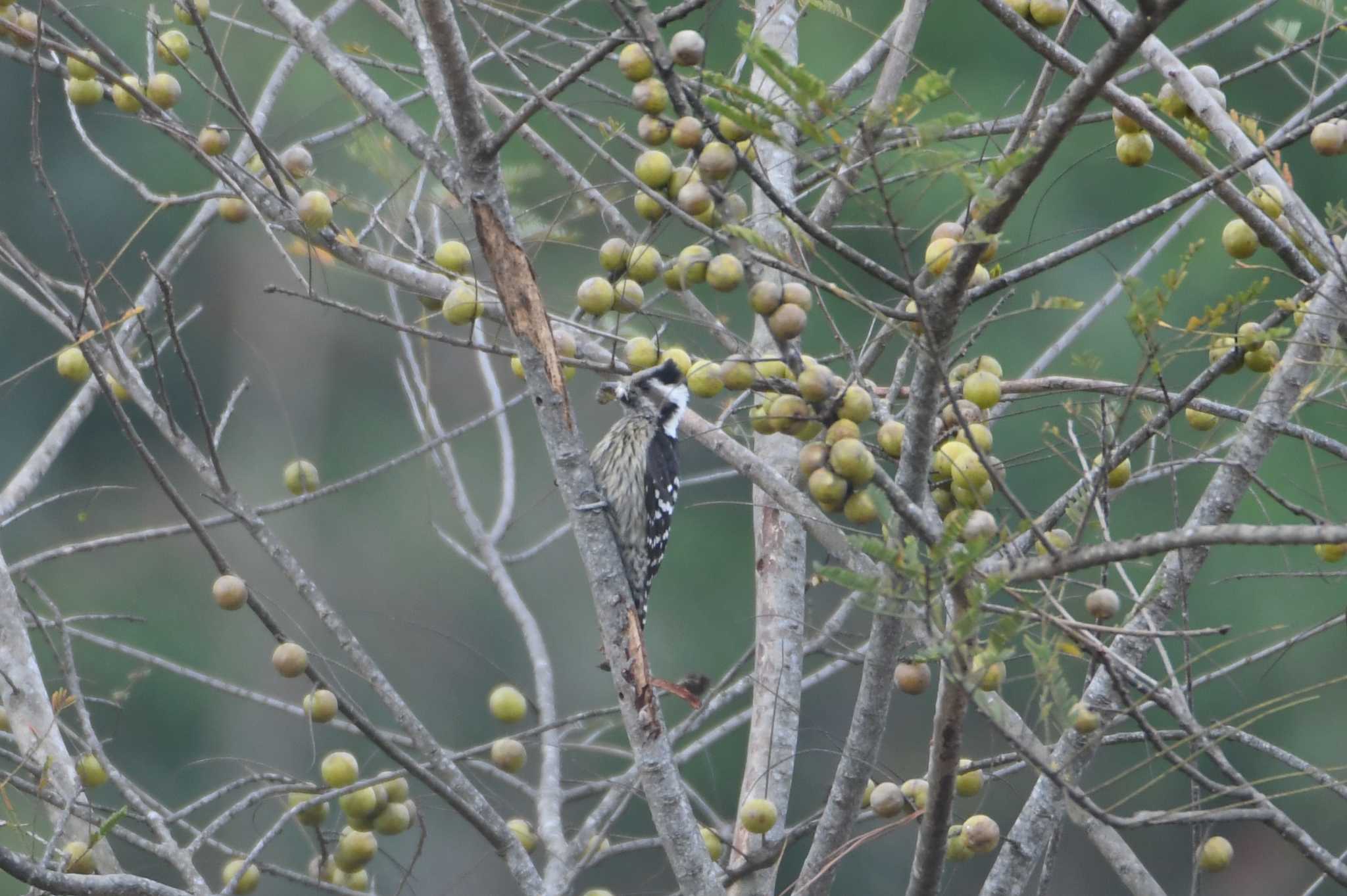 Grey-capped Pygmy Woodpecker