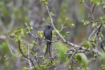 ハイイロオウチュウ Doi Angkhang 2023年2月20日(月)