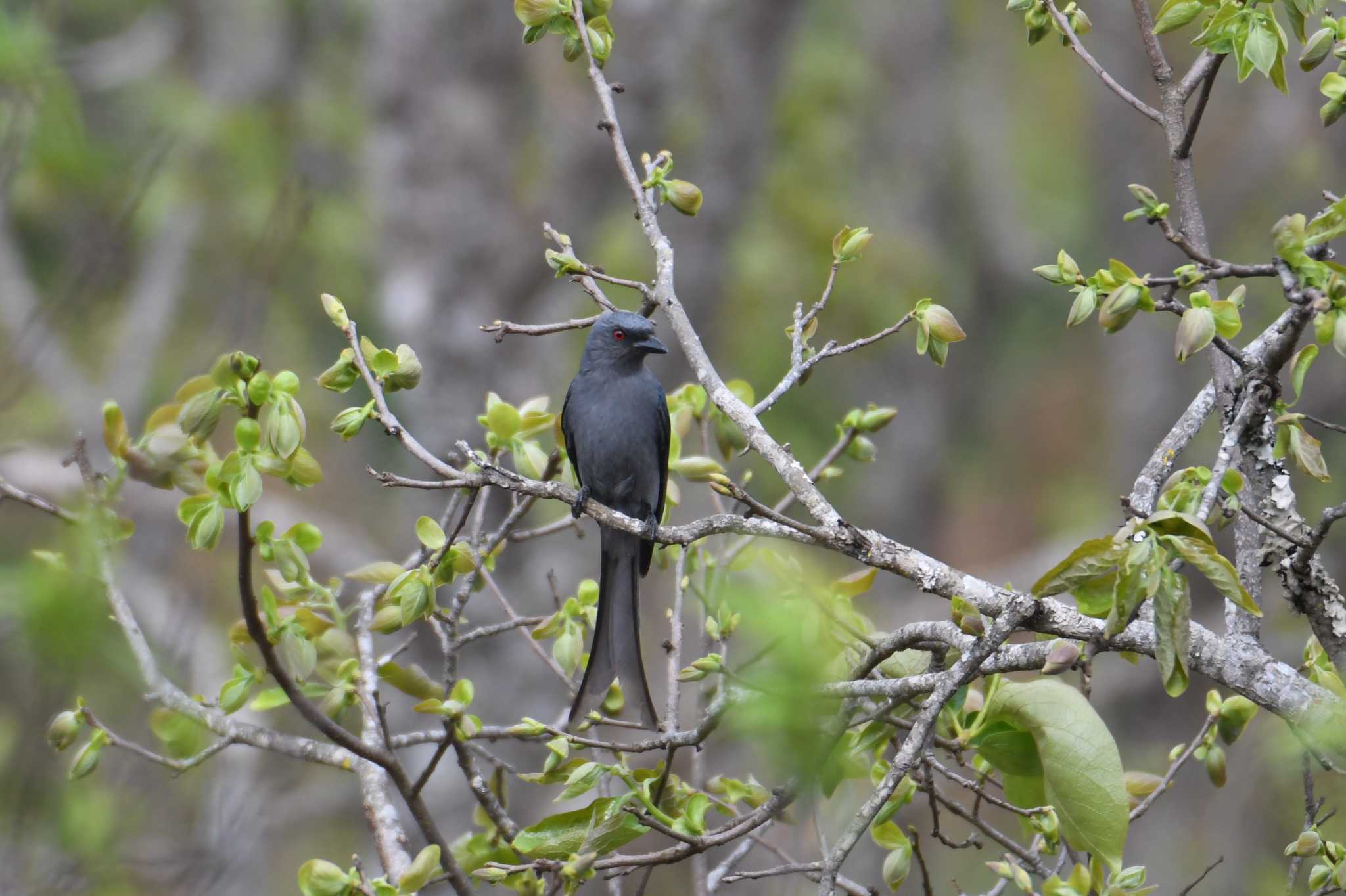 Ashy Drongo