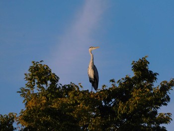 2023年9月10日(日) 平和の森公園、妙正寺川の野鳥観察記録