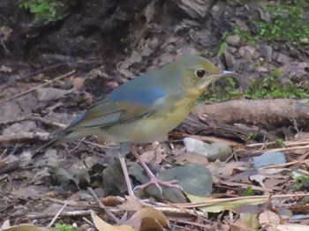 2023年9月8日(金) 京都御苑の野鳥観察記録