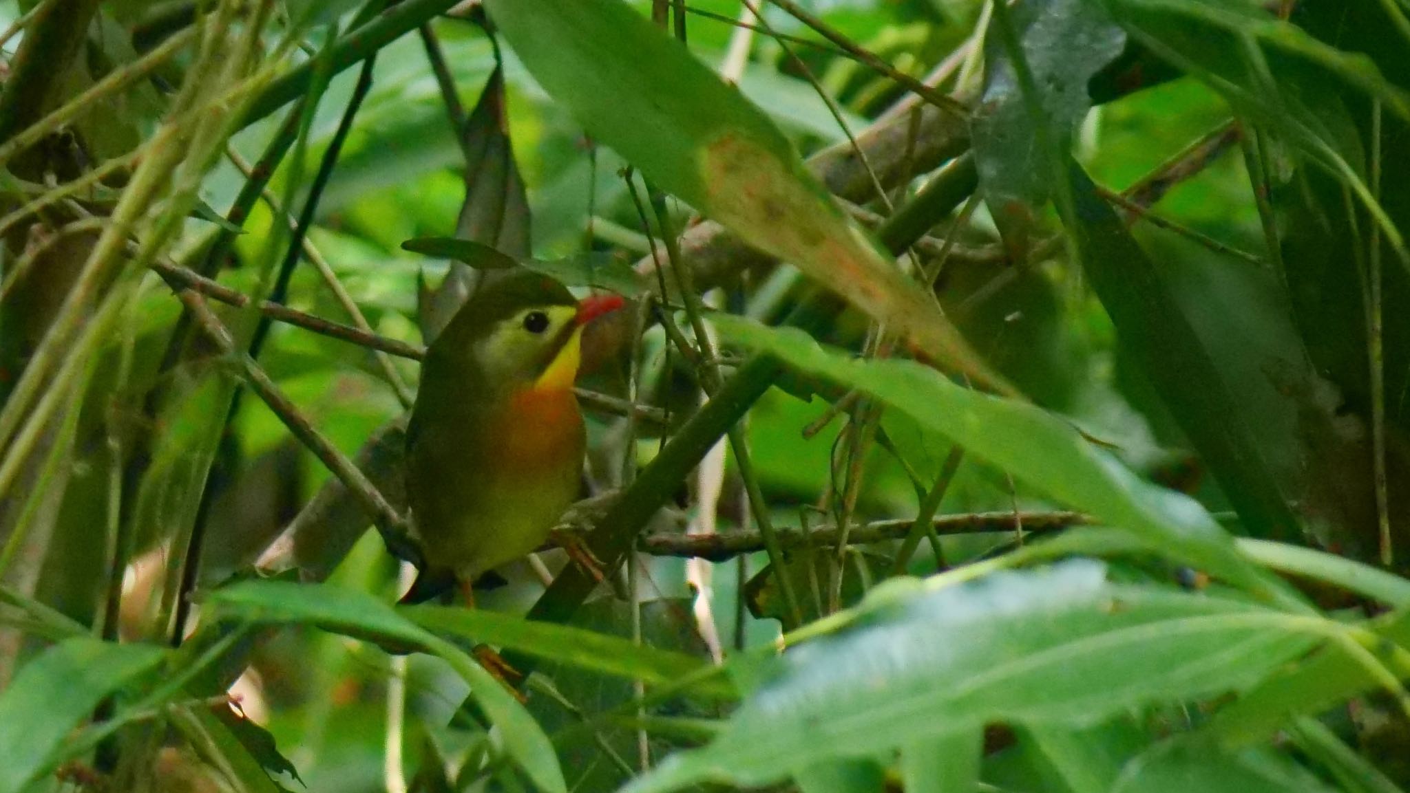 Red-billed Leiothrix