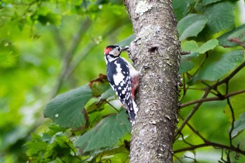 Great Spotted Woodpecker Tomakomai Experimental Forest Wed, 8/29/2018