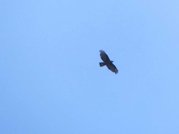 Crested Honey Buzzard 測量山 Sun, 9/10/2023