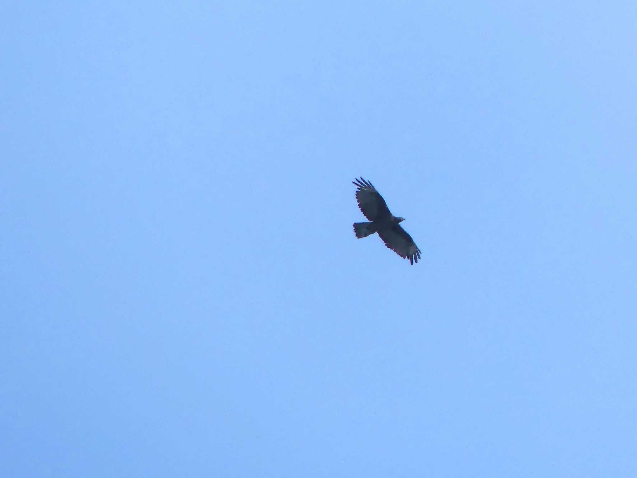 Crested Honey Buzzard