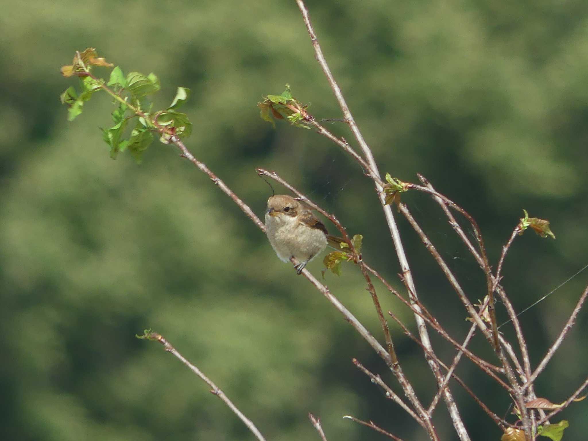 Photo of Amur Stonechat at いしかり調整池(石狩調整池) by 酔いちくれ