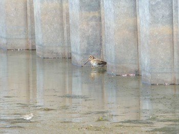 Common Snipe いしかり調整池(石狩調整池) Sat, 9/9/2023