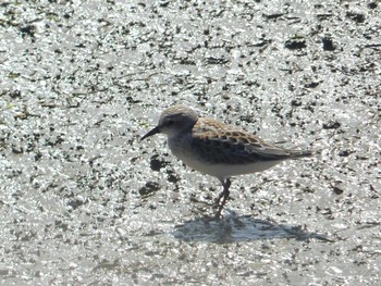 Red-necked Stint いしかり調整池(石狩調整池) Sat, 9/9/2023