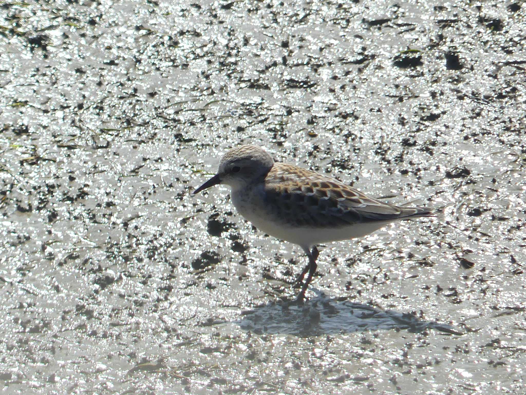 Red-necked Stint